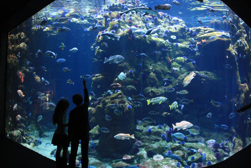 Aquariums in the Bay Area and Northern California Marin Mommies