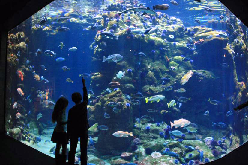 Aquariums in the Bay Area and Northern California Marin Mommies
