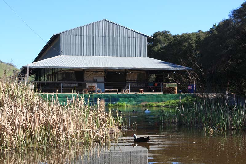 Spend a Day on the Farm at Tara Firma Farms in Petaluma Marin Mommies