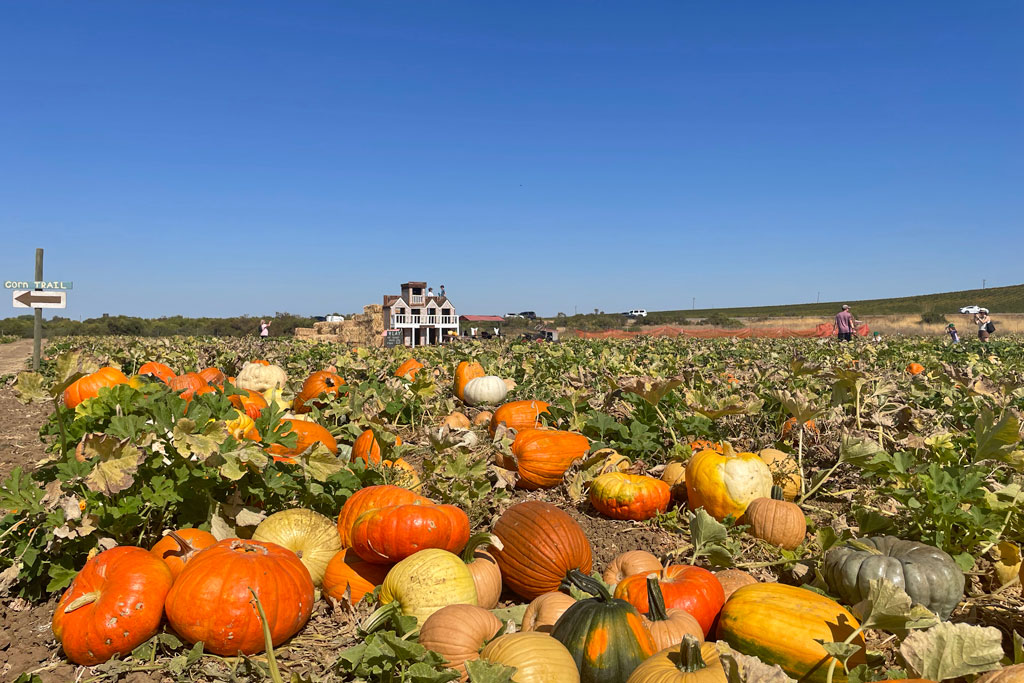 Halloween Pumpkin Patches in Brentwood Marin Mommies