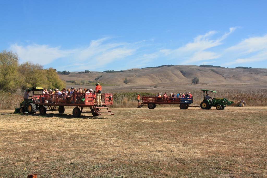 OldTime Family Fun at the Tolay Fall Festival Marin Mommies