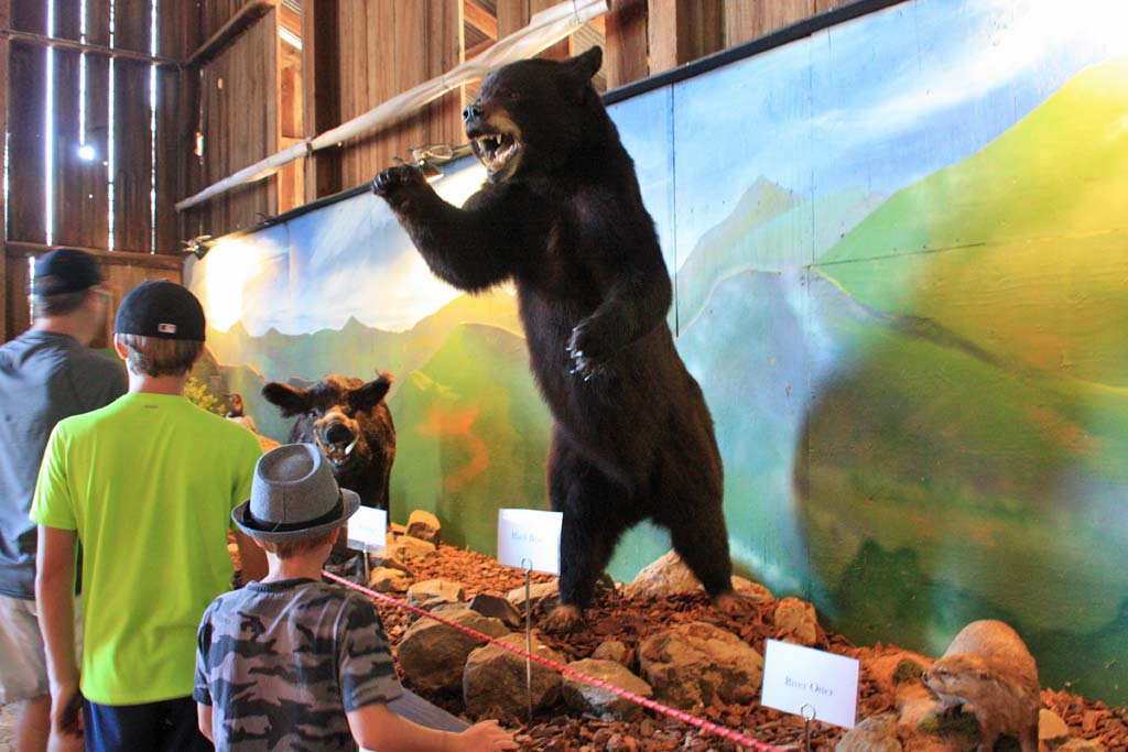 Cardoza Pumpkin Patch Petaluma Cardoza Pumpkin Patch Petaluma
