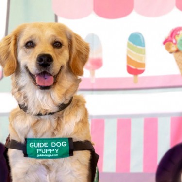 Guide Dog puppy labrador retriever with ice cream shop background