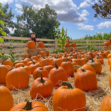 Muelrath Ranches Pumpkin Patch in Santa Rosa