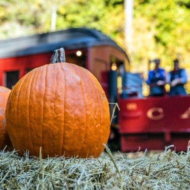 Skunk Train Pumpkin Express in Willits: Fall Family Fun | Marin Mommies