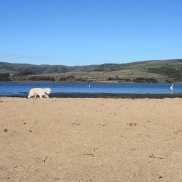 Best Marin County Beaches for Families