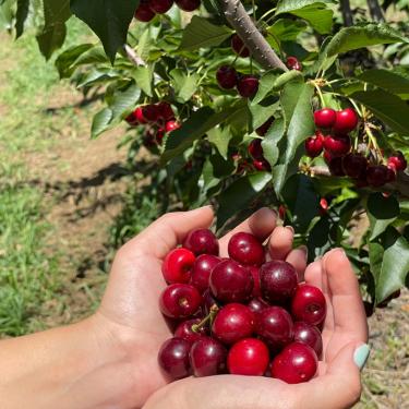 Organic u-pick cherries Brentwood California