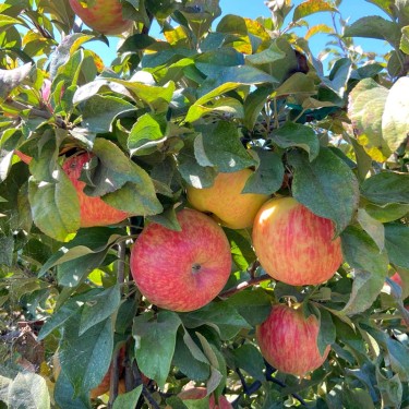 Apples in tree
