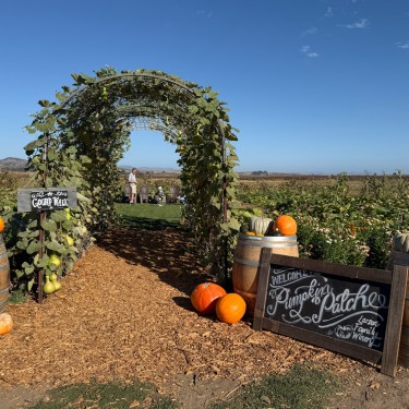Colorful pumpkins and decorative gourds at Larson Family Winery's Pumpkin Patch in Sonoma