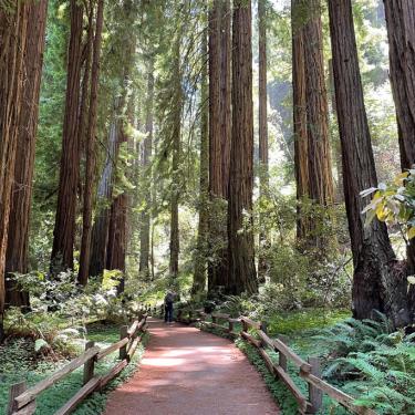 Muir Woods National monument old growth redwoods Mill Valley