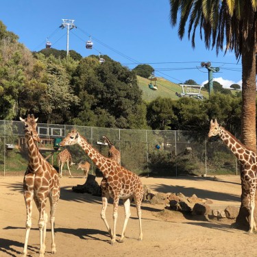 Giraffes in their enclosure at the Oakland Zoo
