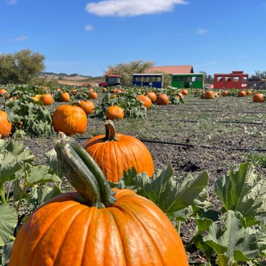 Pronzini Pumpkin Patch Petaluma