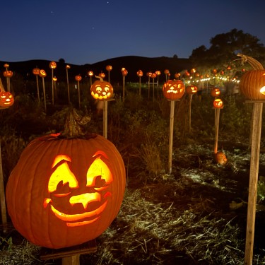 Pumpkins on pikes