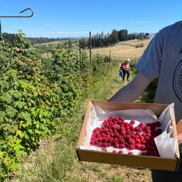 raspberry u-pick boring farm sebastopol