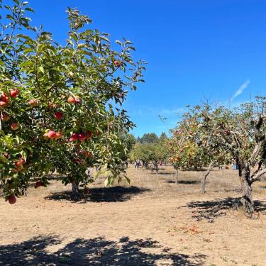 Apple-a-Day Ratzlaff Ranch apple u-pick Sebastopol