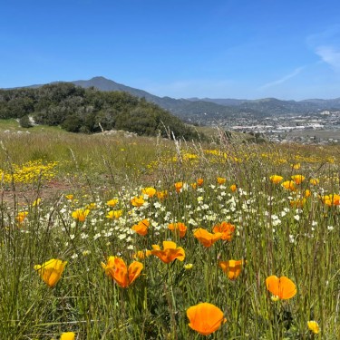 Wildflowers on Ring Mountain