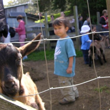 Goat and children behind fence Slide Ranch