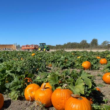 Santa Rosa Pumpkin Patch | Marin Mommies