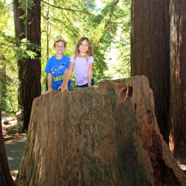 Kids on redwood tree stump Samuel P Taylor