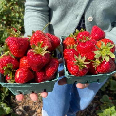 U-pick strawberries at Blue Marble Acres in West Marin