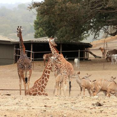 Giraffes and antelope at Safari West zoo in Santa Rosa