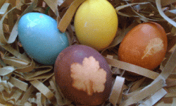 Family Program: Naturally Dyed Eggs, UC Botanical Garden at Berkeley