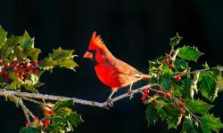 Image of red cardinal on branch