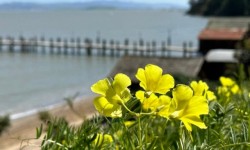 China Camp pier and flowers