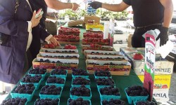 Strawberry Village Farmers Market, Mill Valley