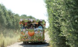 Gold Ridge Organic Farms trolley in orchard