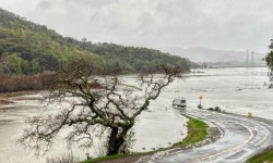 Flooded road with tree in foreground at China Camp