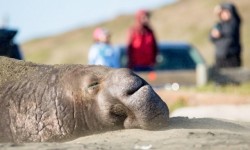 Elephant seal