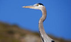 Blue heron