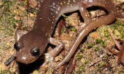 salamander o Mt Tam