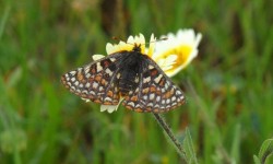 Butterfly on yellow and white flower in green grass