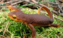 Newt on grass