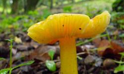 yellow mushroom on forest floor