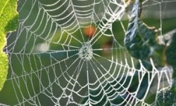 Spider in web