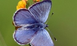 Blue butterfly on a plant with yellow flower