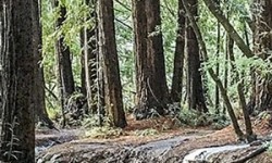 Roy's Redwoods trees and path