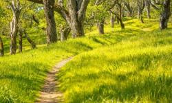 Trail through woods with green grass