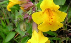 yellow wildflowers