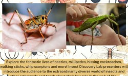 Insect Discovery Lab, Larkspur Library