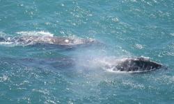 Journey of the Whales Point Reyes