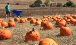 Nicasio Valley Pumpkin Patch