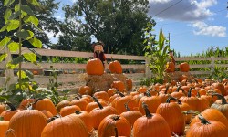 Muelrath Ranches Pumpkin Patch