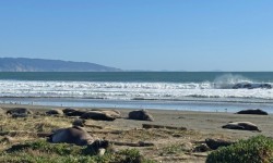 Visit Elephant Seals Drakes Beach, Pt Reyes