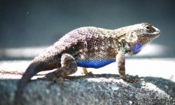 Western fence lizard
