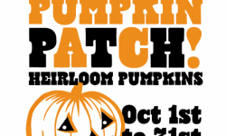 Honor System Pumpkin Patch at Marin Country Mart, Larkspur Landing