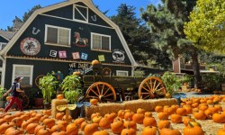 Lemos Farm Pumpkin Patch, Half Moon Bay